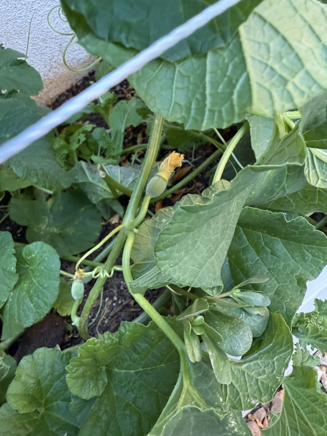 小小菜园 种满蔬果