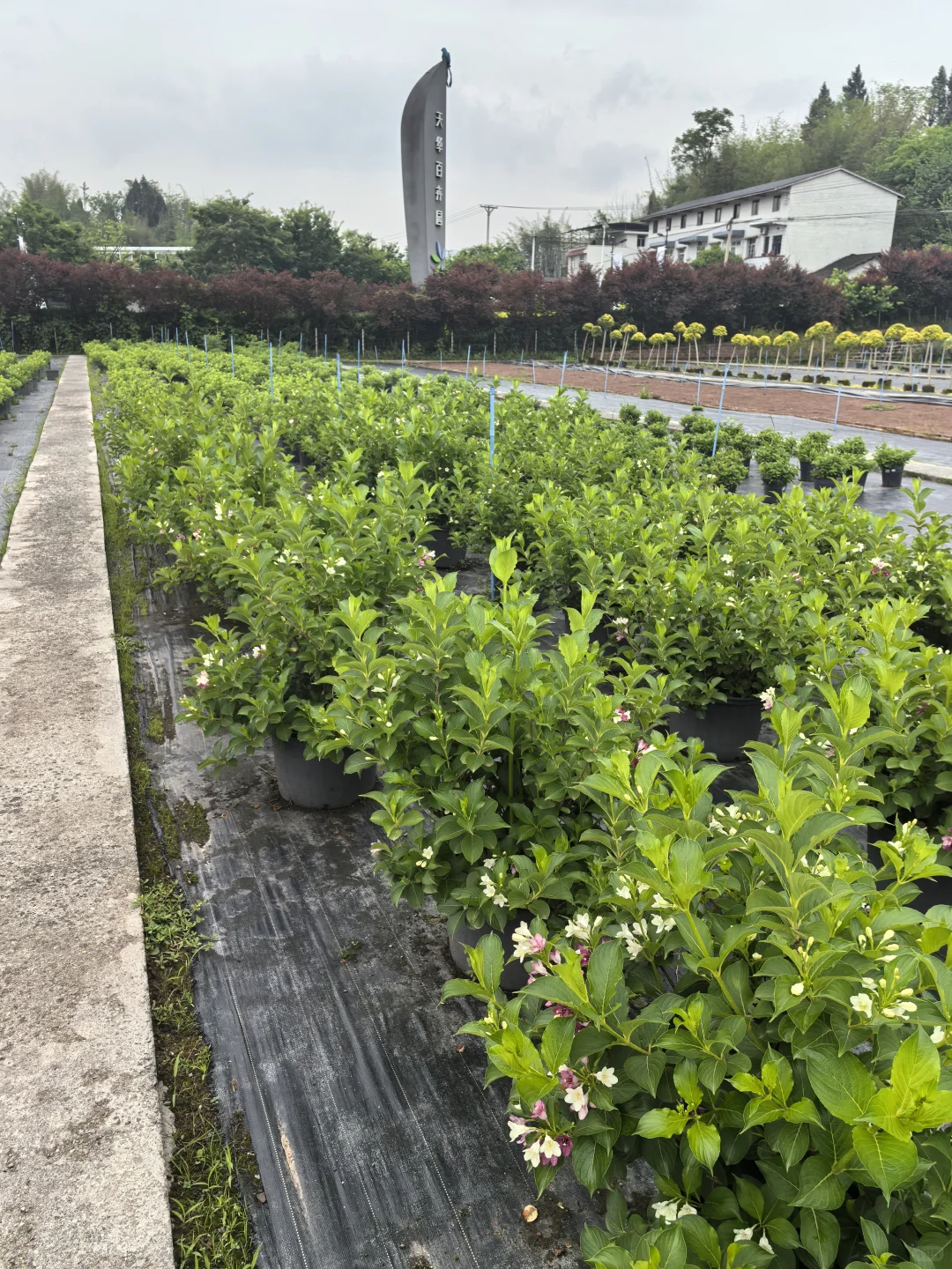 各种绣球、月季