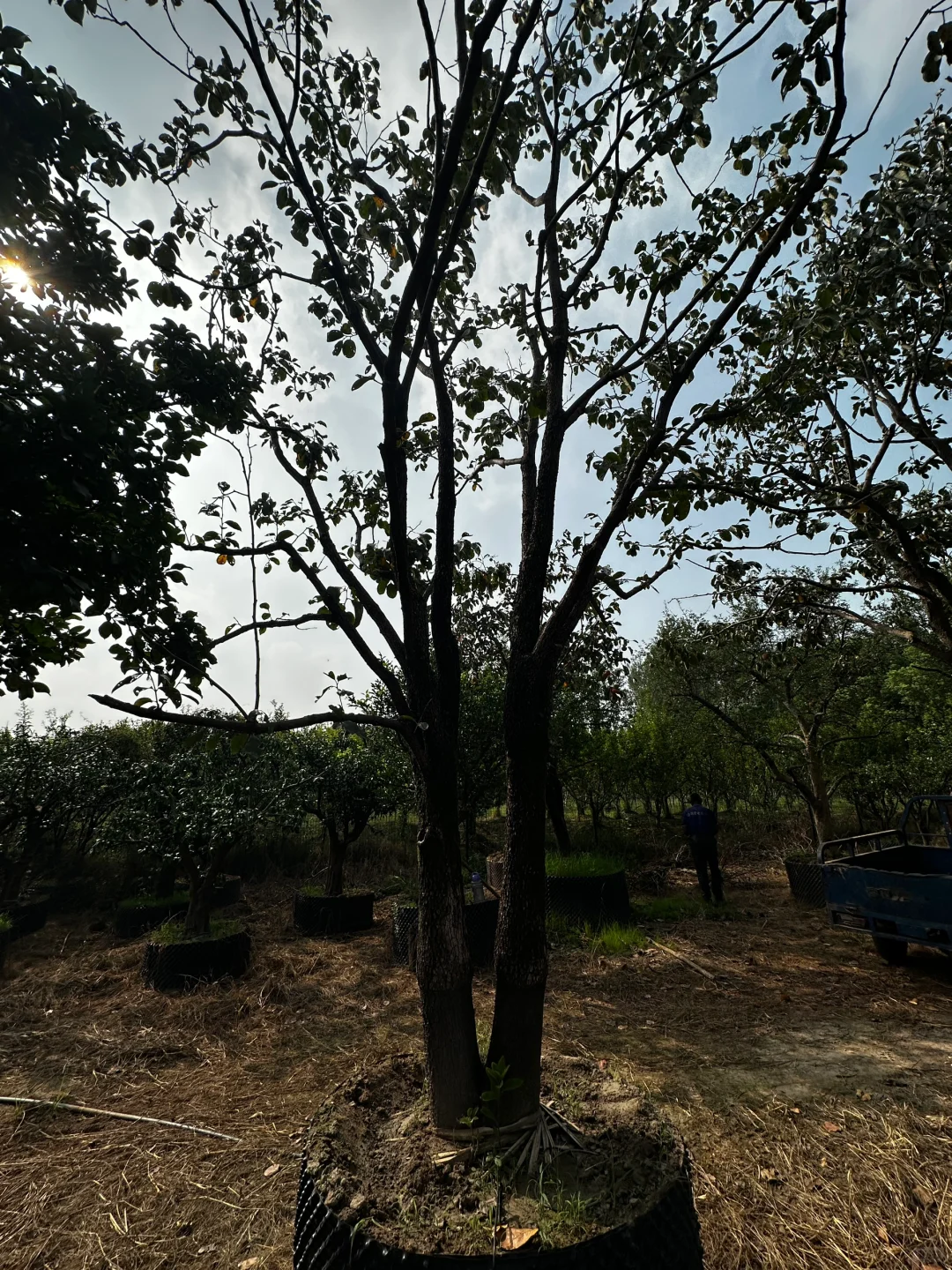 挑了一天柿子树