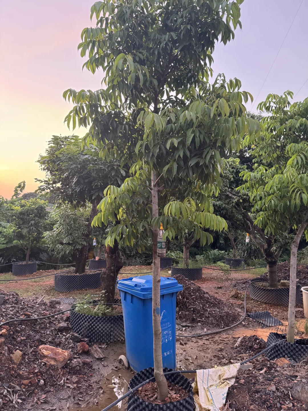 绿化树苗木园林