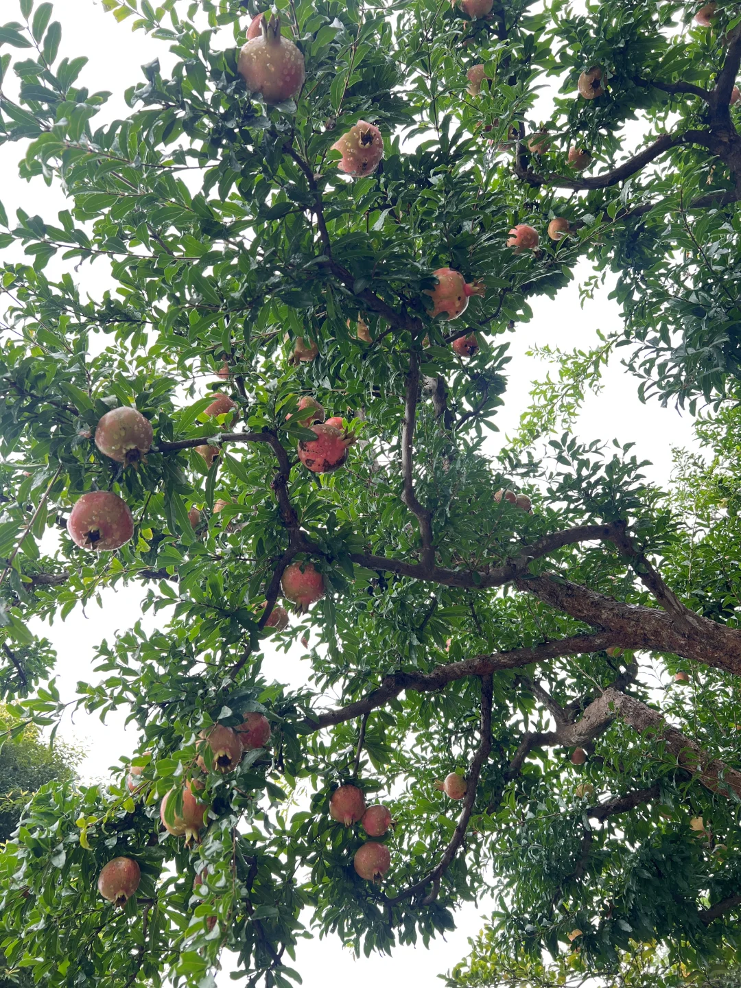 又到了吃石榴的季节了