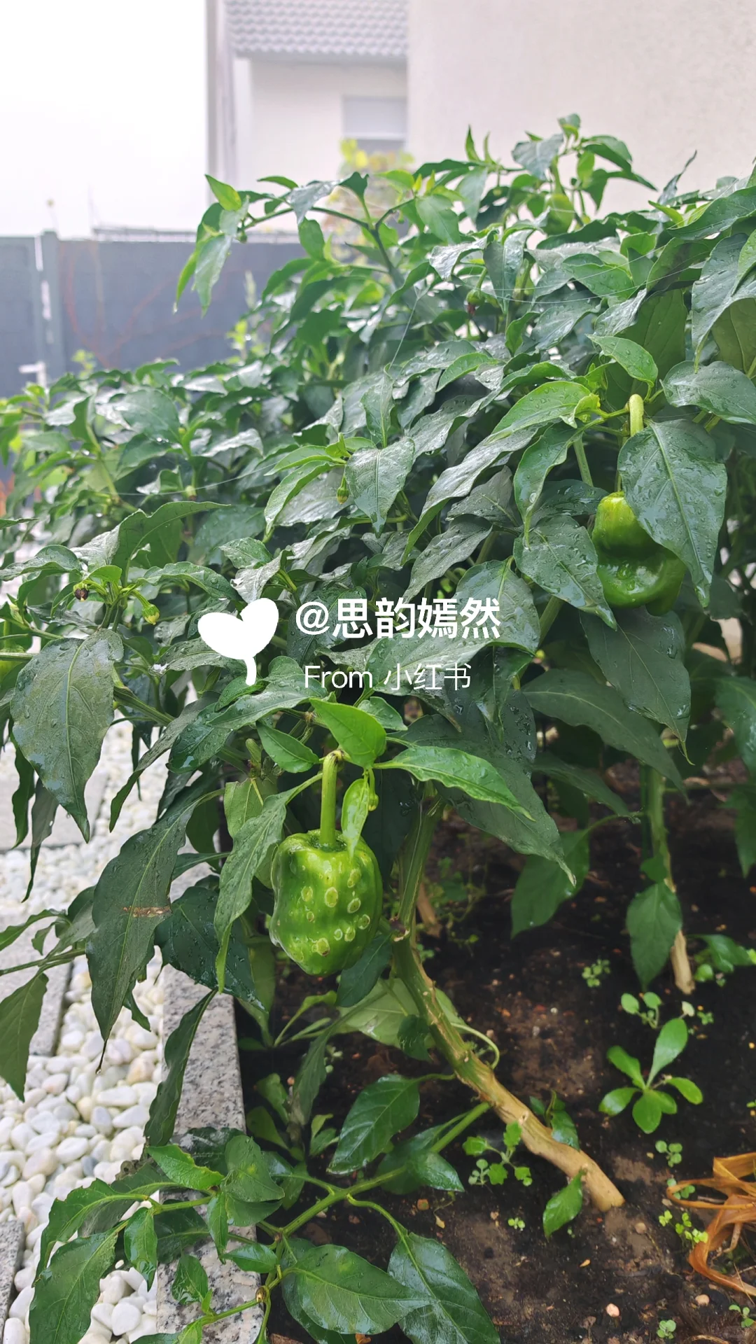 ??德国冬季蔬菜种植与暖棚的使用