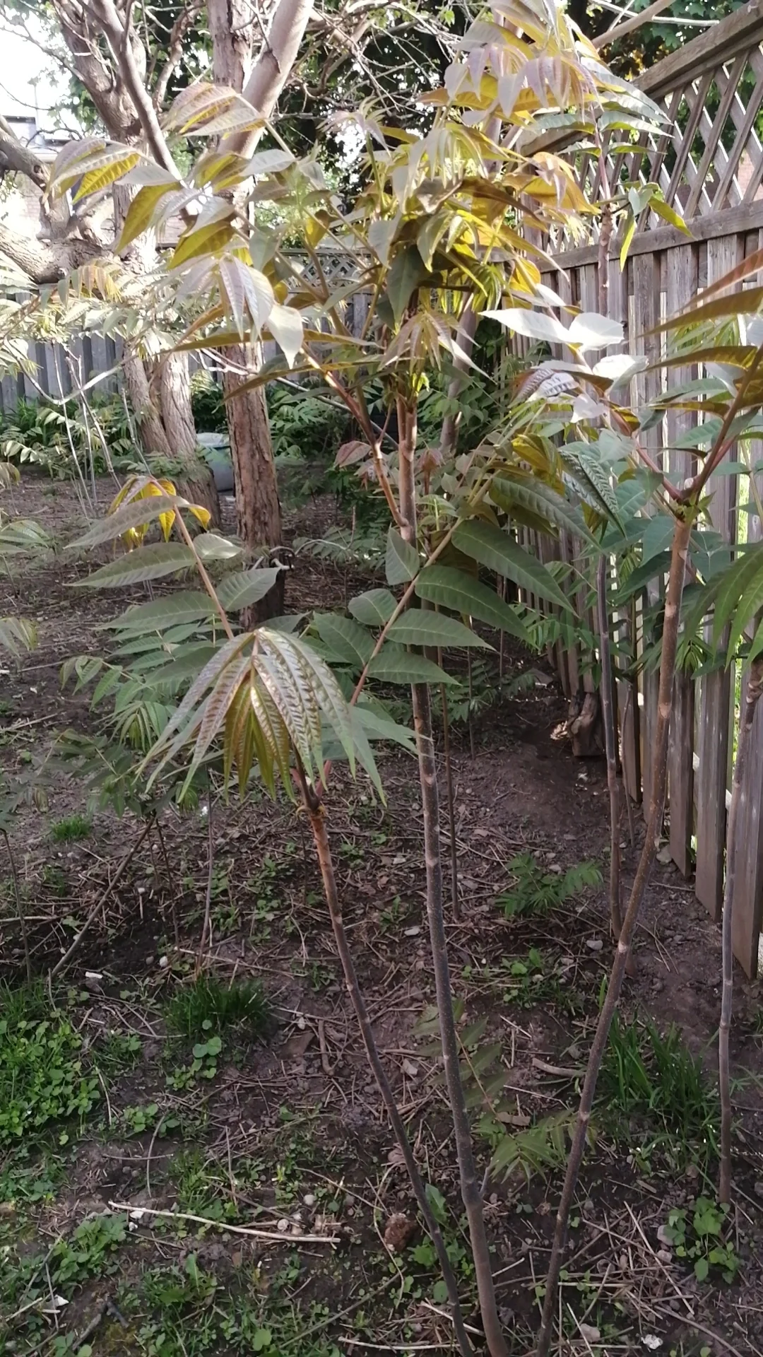 明年香椿树全部卖掉