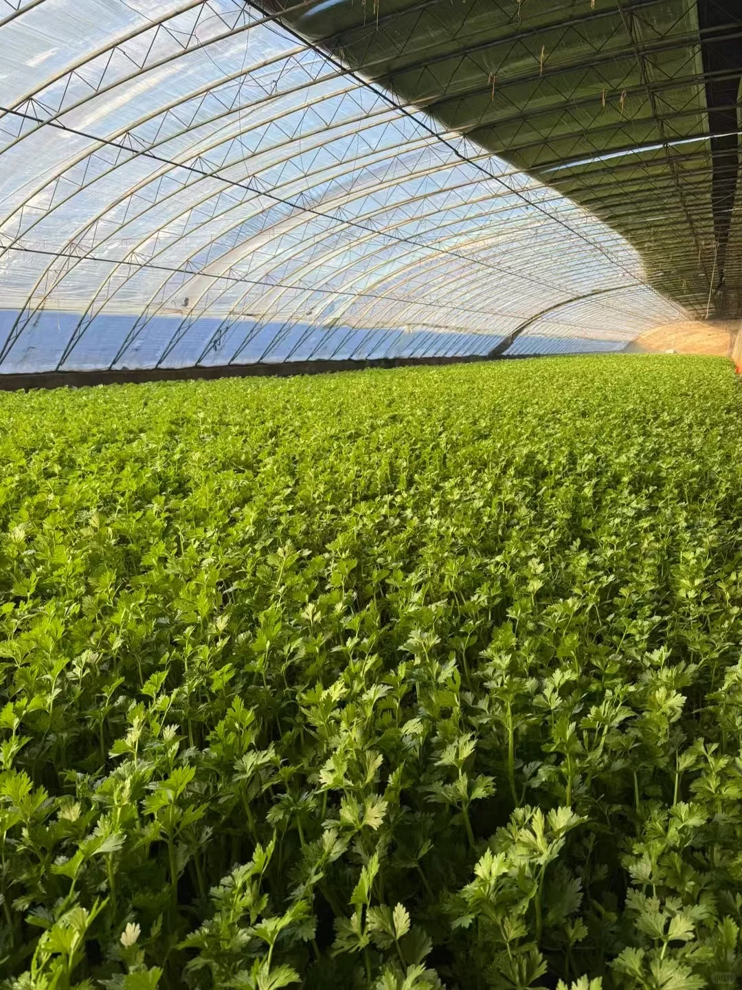 这里是超级大的有机蔬菜大棚?