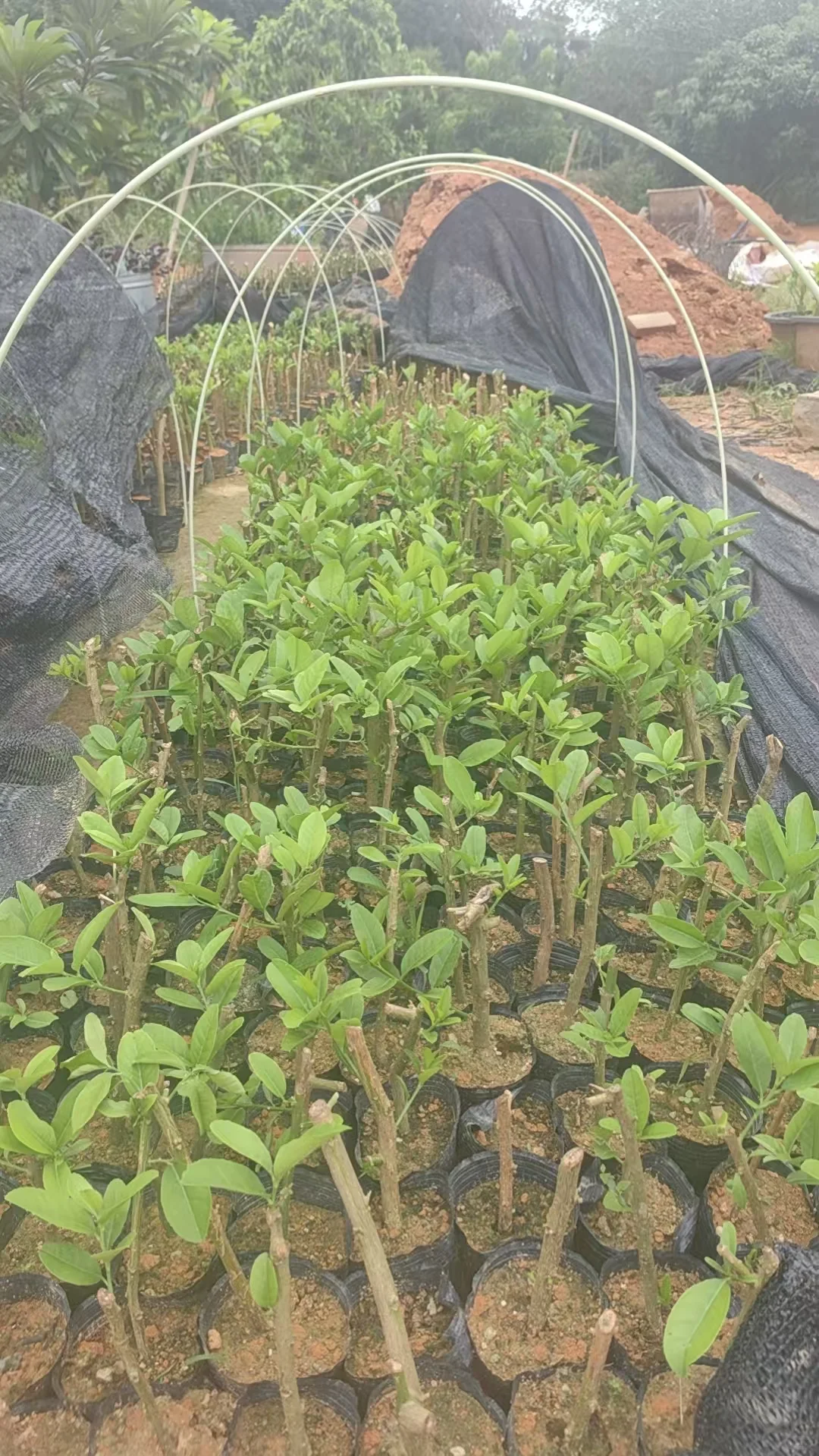 免费送都没人要的香水柠檬苗