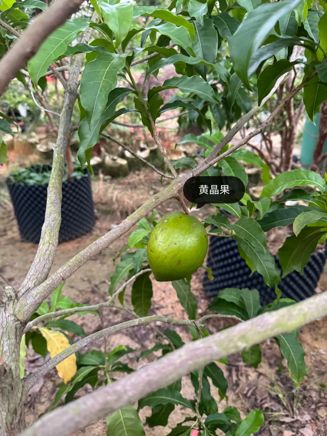 绿化树苗木园林