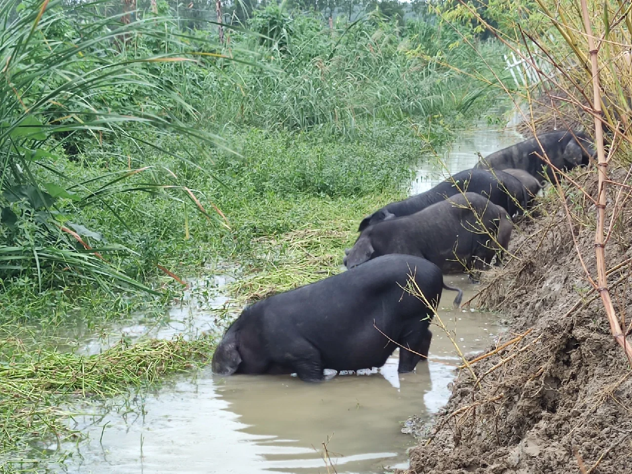 中秋节发货，猪肉，土鸡，老鹅