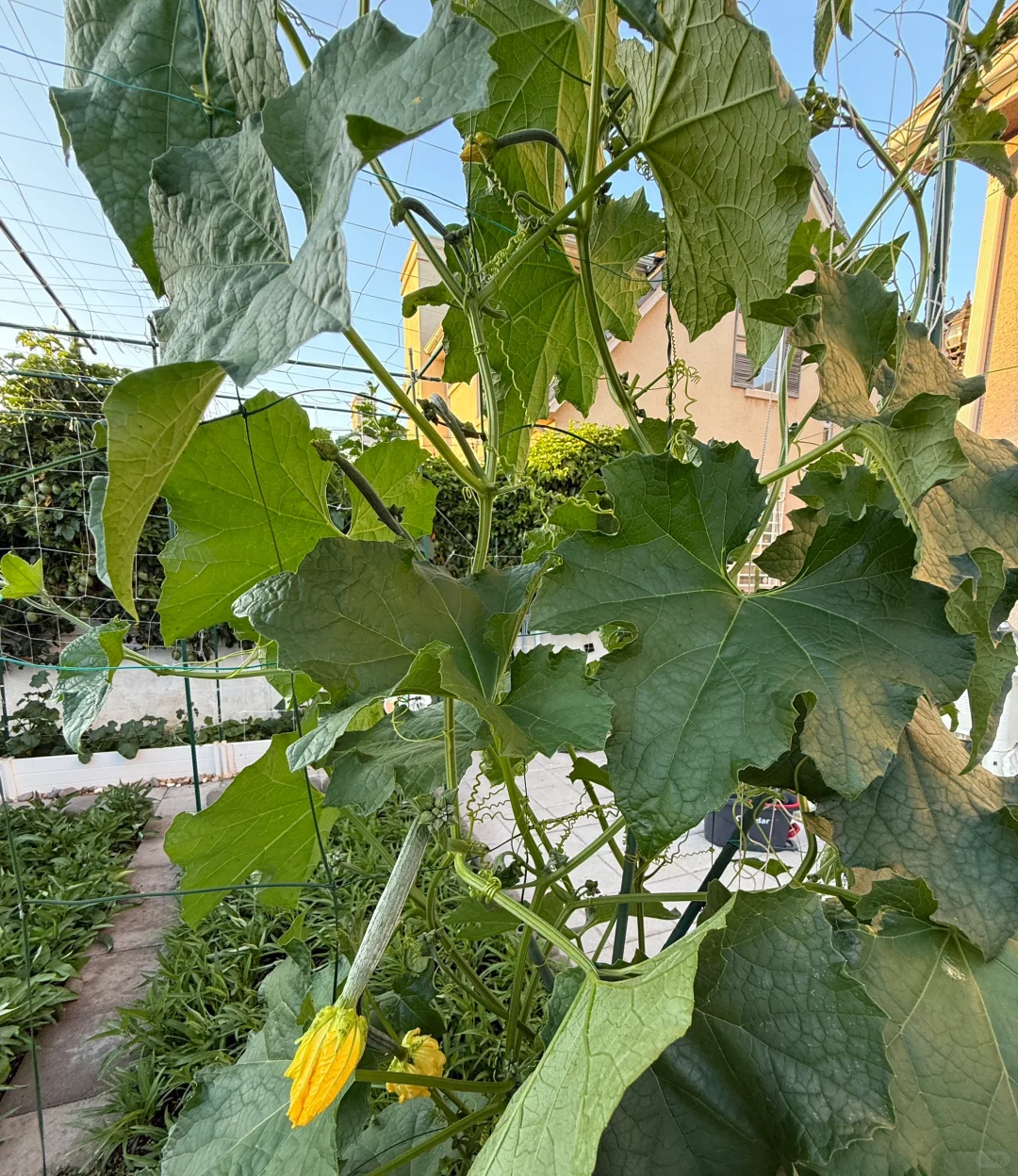 小小菜园 种满蔬果