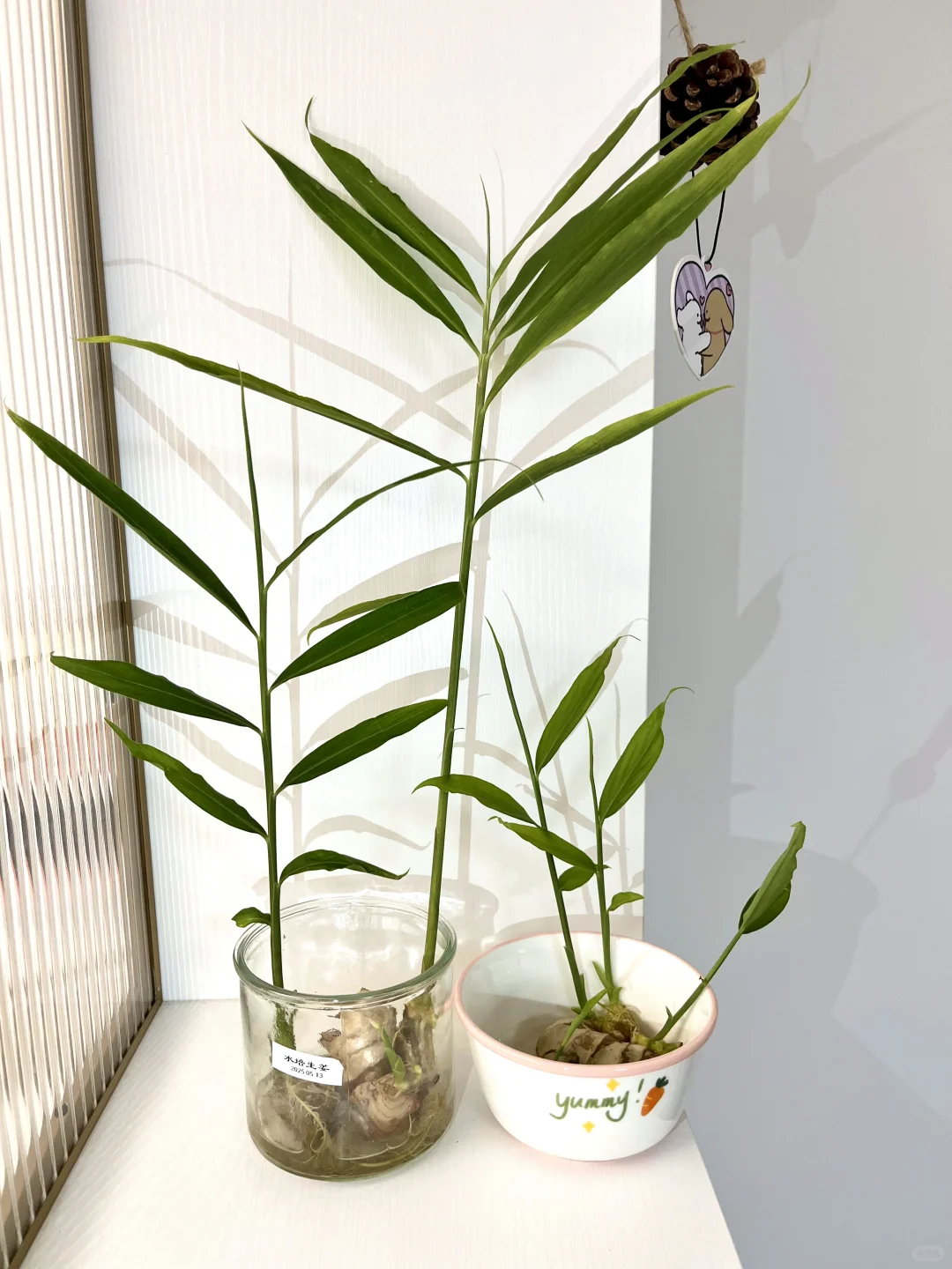 用不完的蔬菜/果核这样水培！