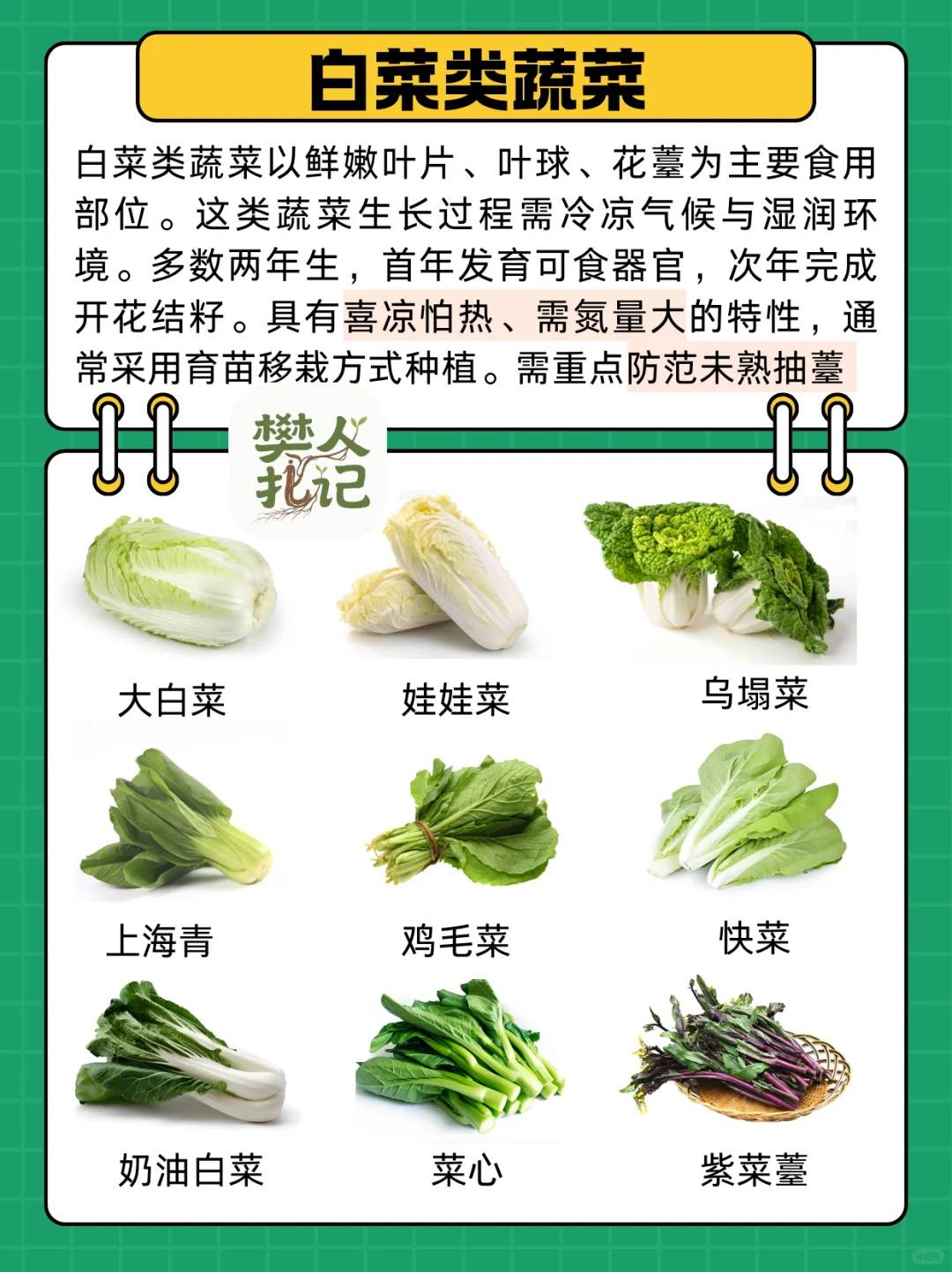 不知道种什么菜❓蔬菜清单看这里（上）