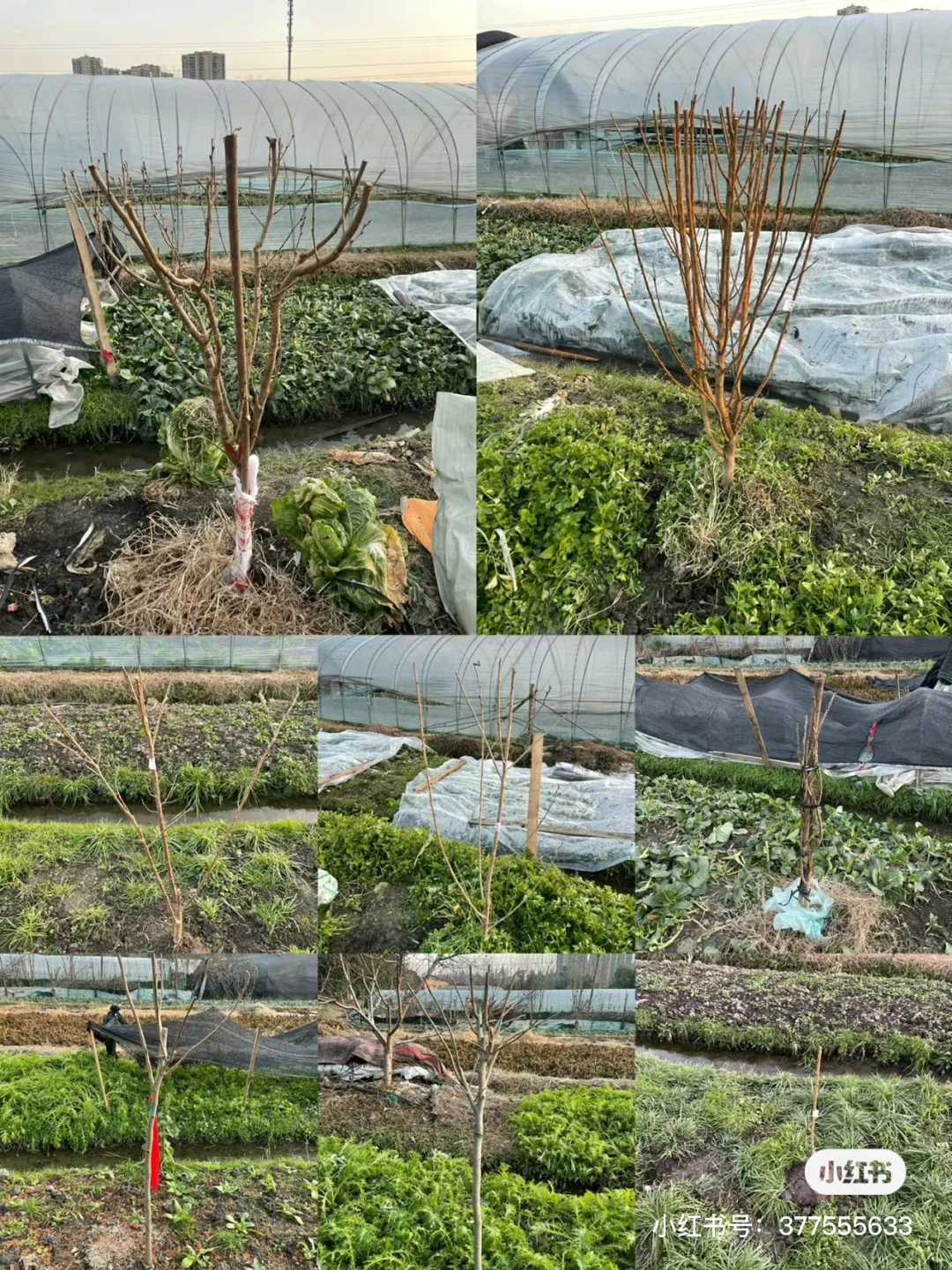 去年冬天买的果树苗都长大了