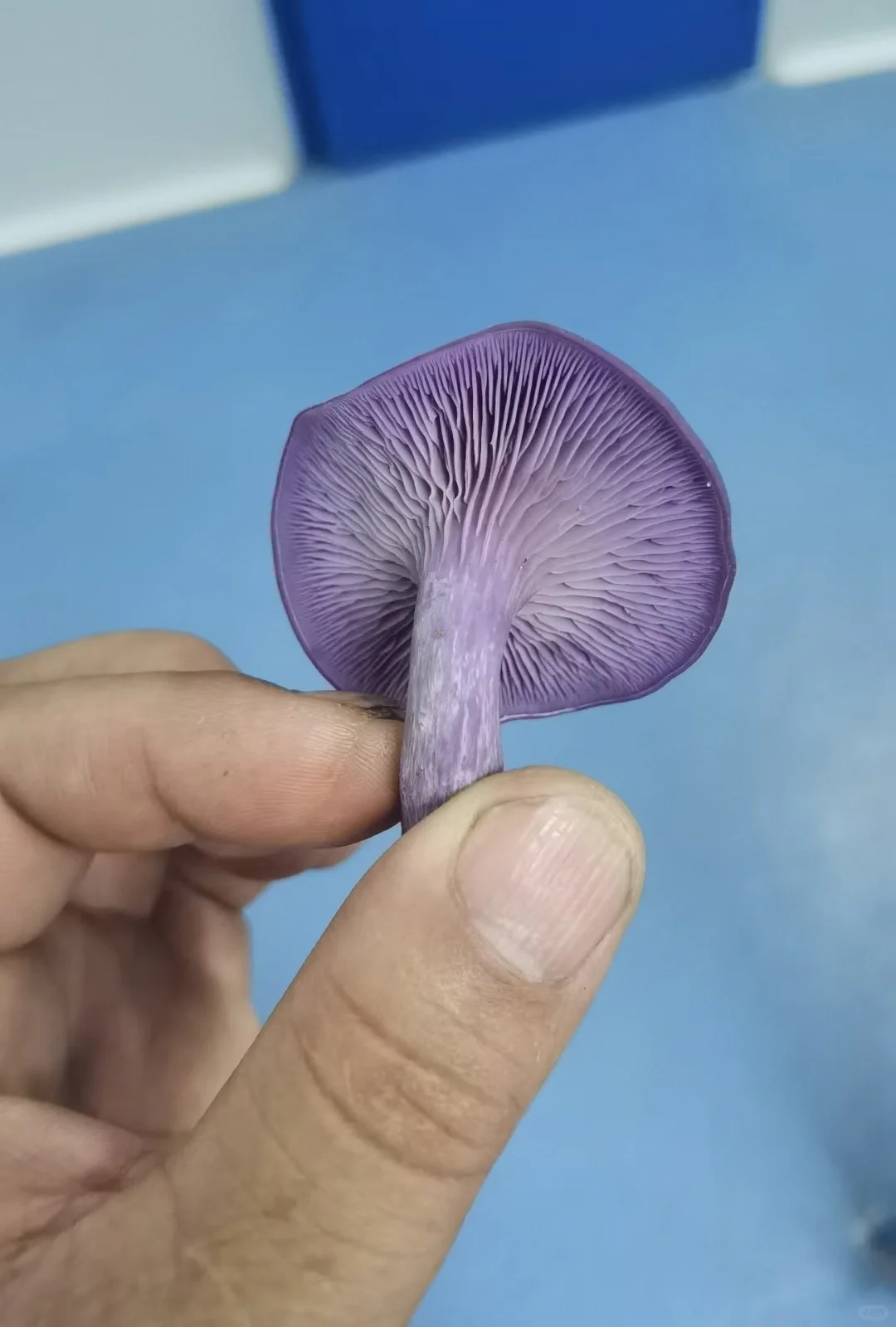 这些年种植菌类的心酸与苦辣,只有其中人懂