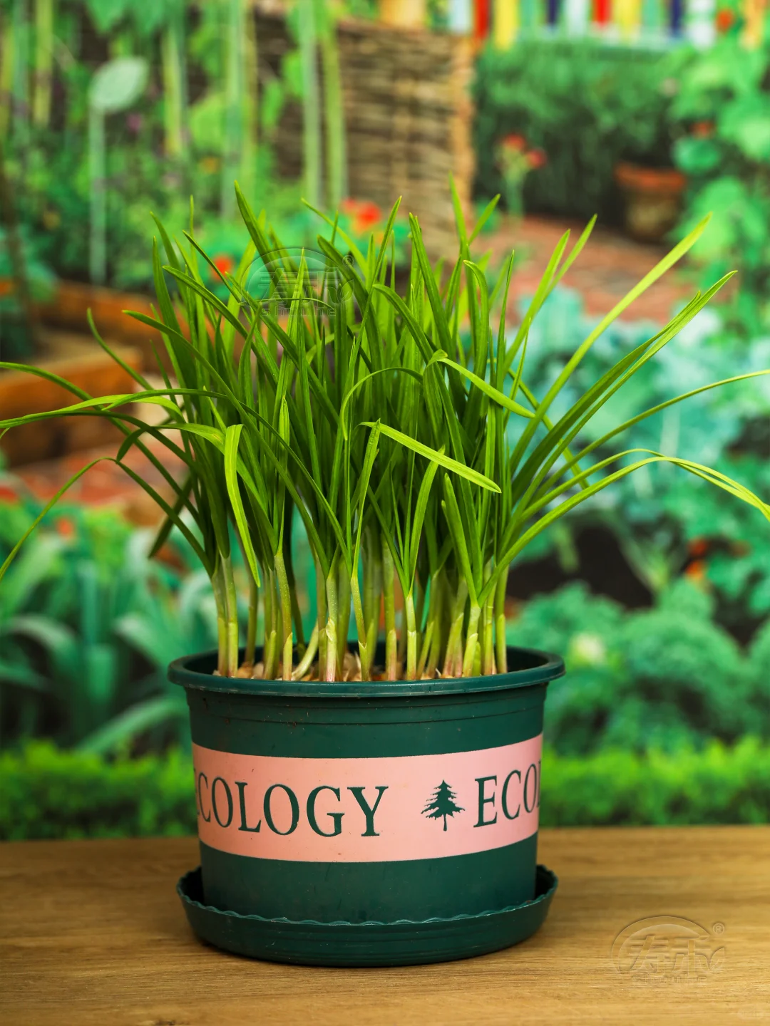 11月种这”越冬四宝”菜，阳台菜园绿意盎然