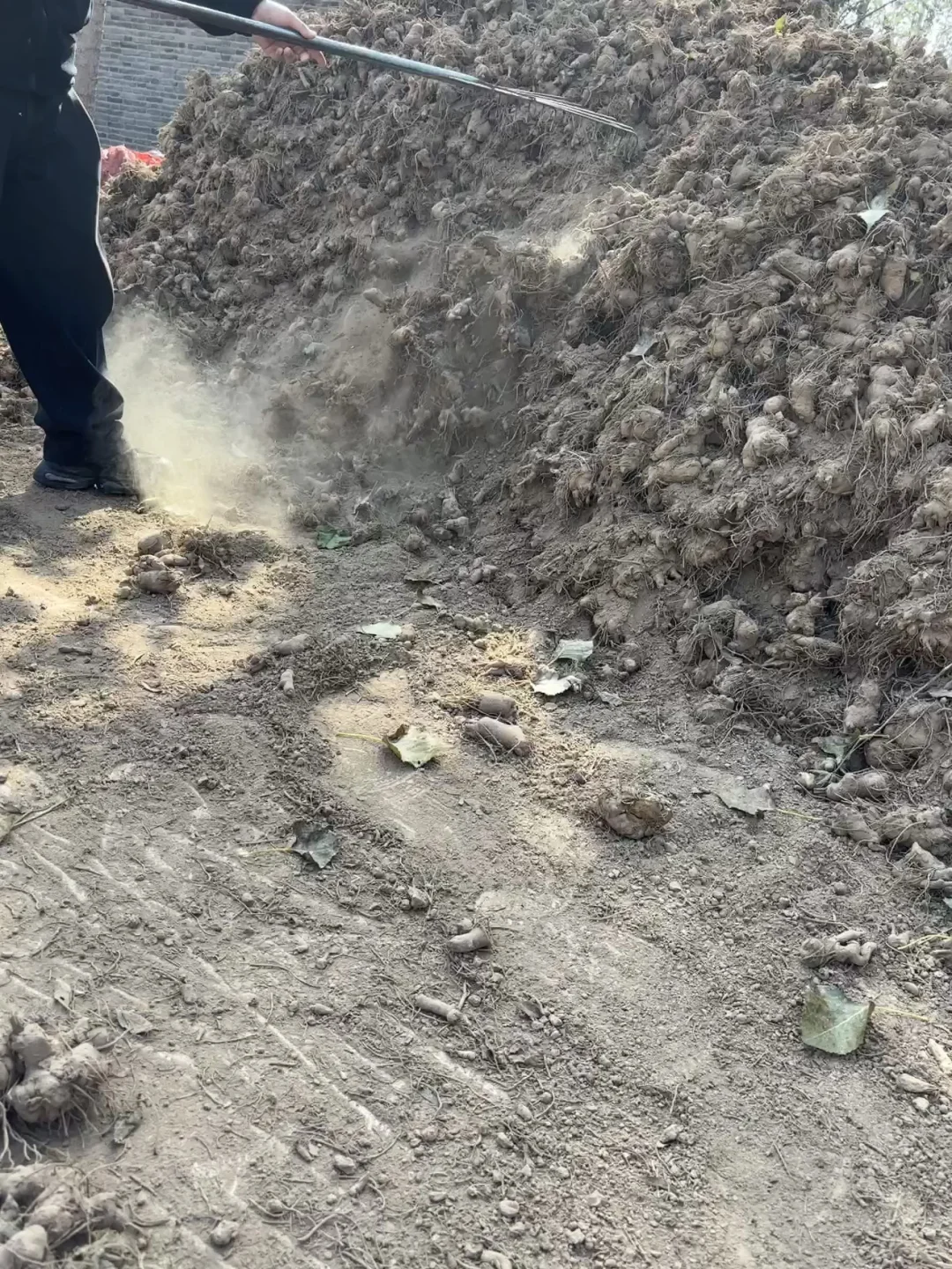 04年大学生回村创业种200亩中药材白术