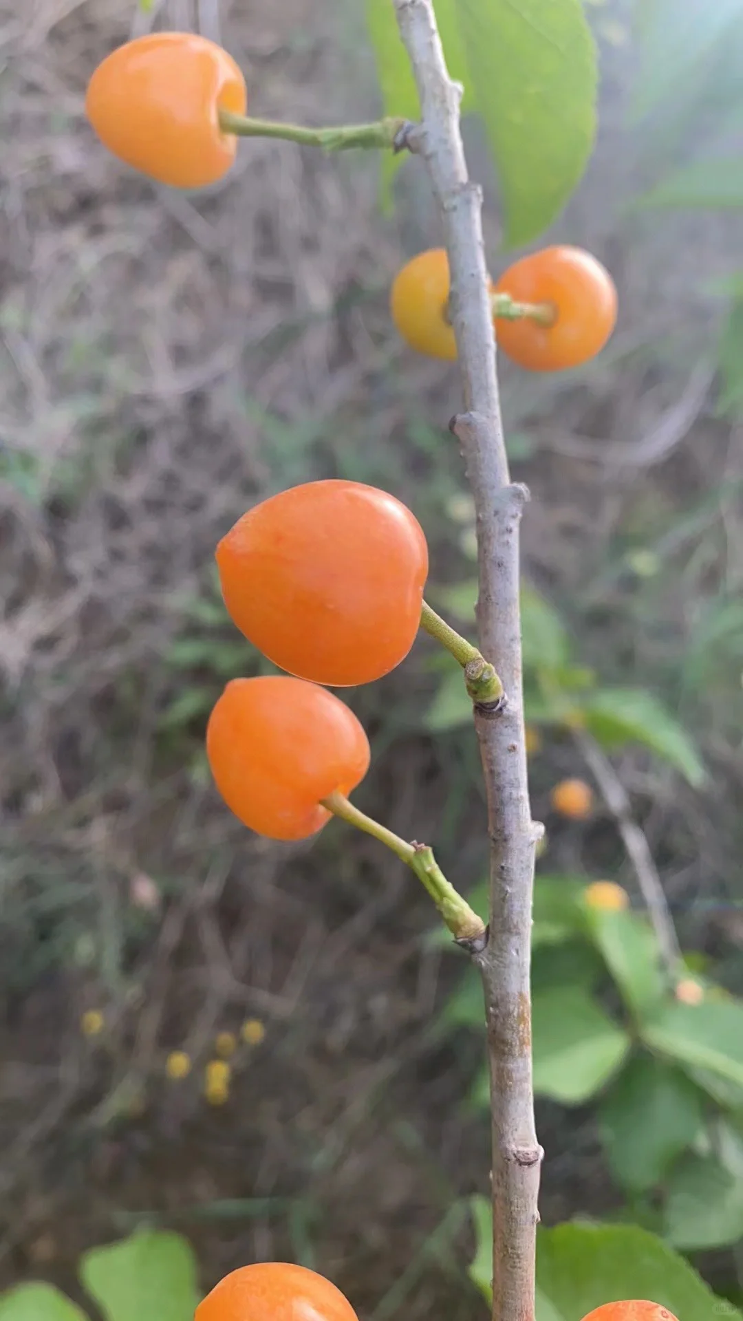 五公分左右的小樱桃树今早挖几棵。