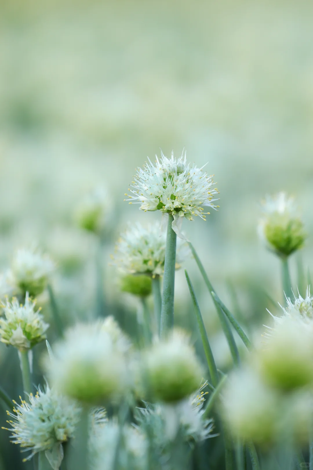 看看菜园子里面有什么