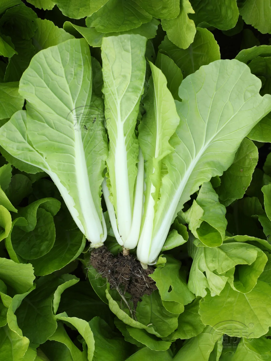 11月种这”越冬四宝”菜，阳台菜园绿意盎然