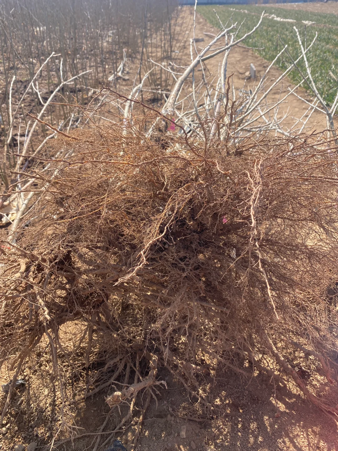 给朋友们挖的樱桃树苗。