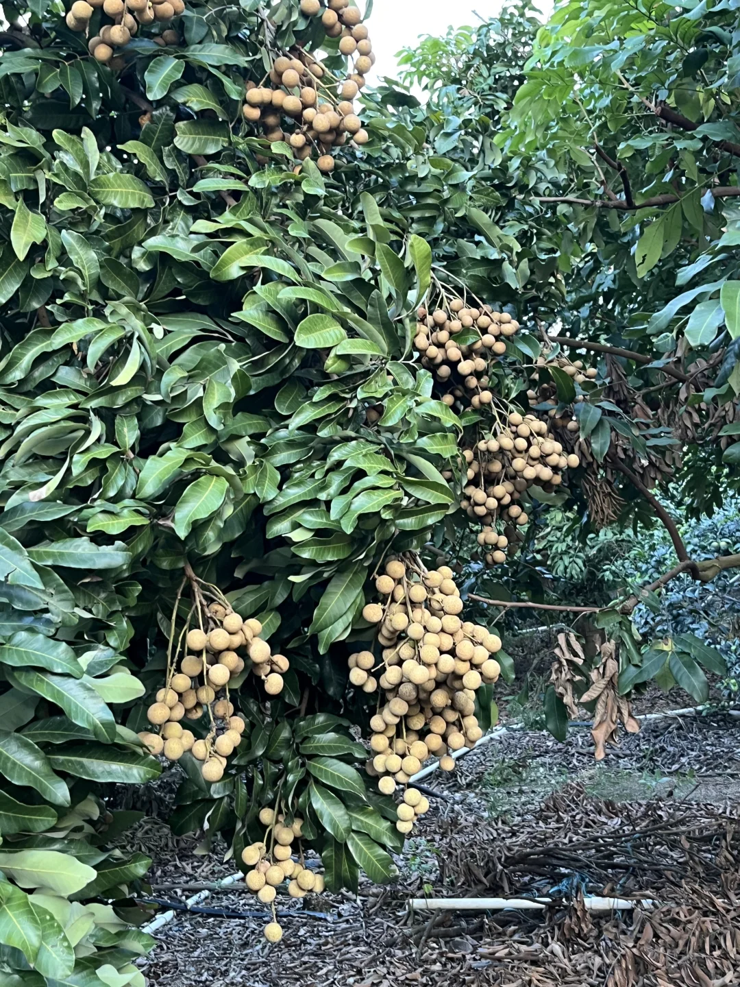 农家有机肥种植的龙眼，只卖4块多一斤还包邮