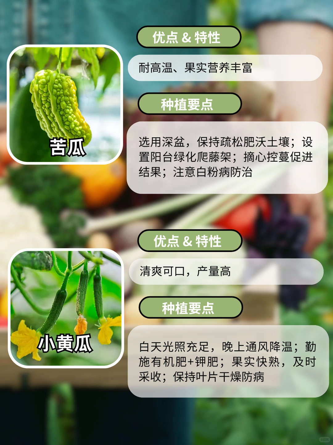 这9种阳台好养瓜果蔬菜，别错过啦~
