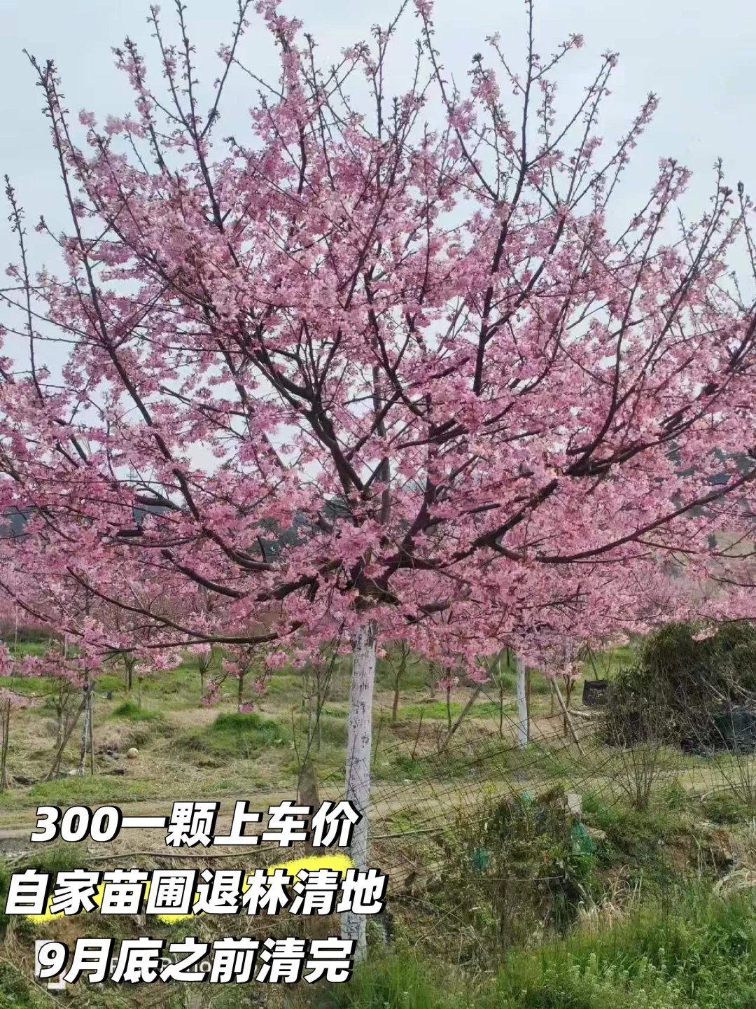 退林苗木捡漏！300-1500一颗上车价带走