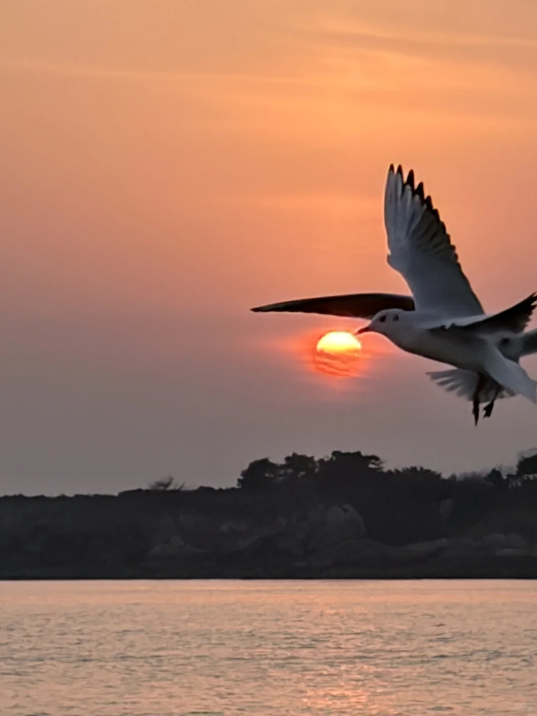 唐岛湾海鸥亲密指南|这些心机让鸥为你转身