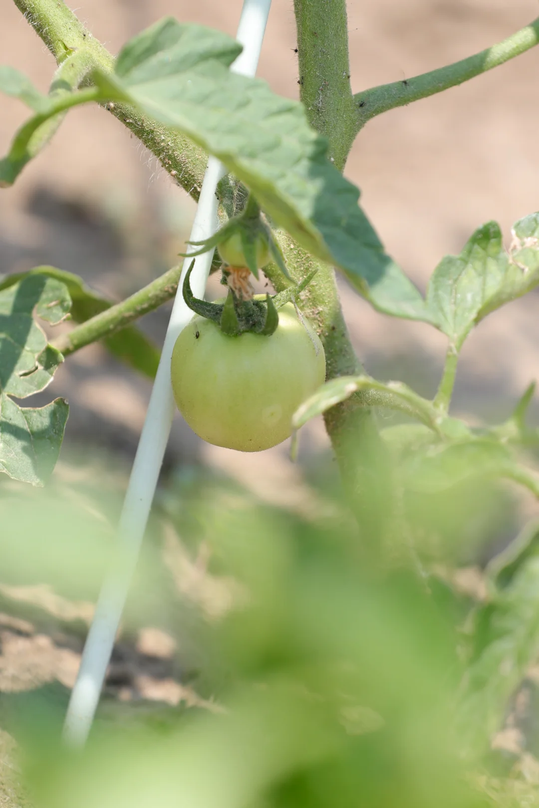 看看菜园子里面有什么