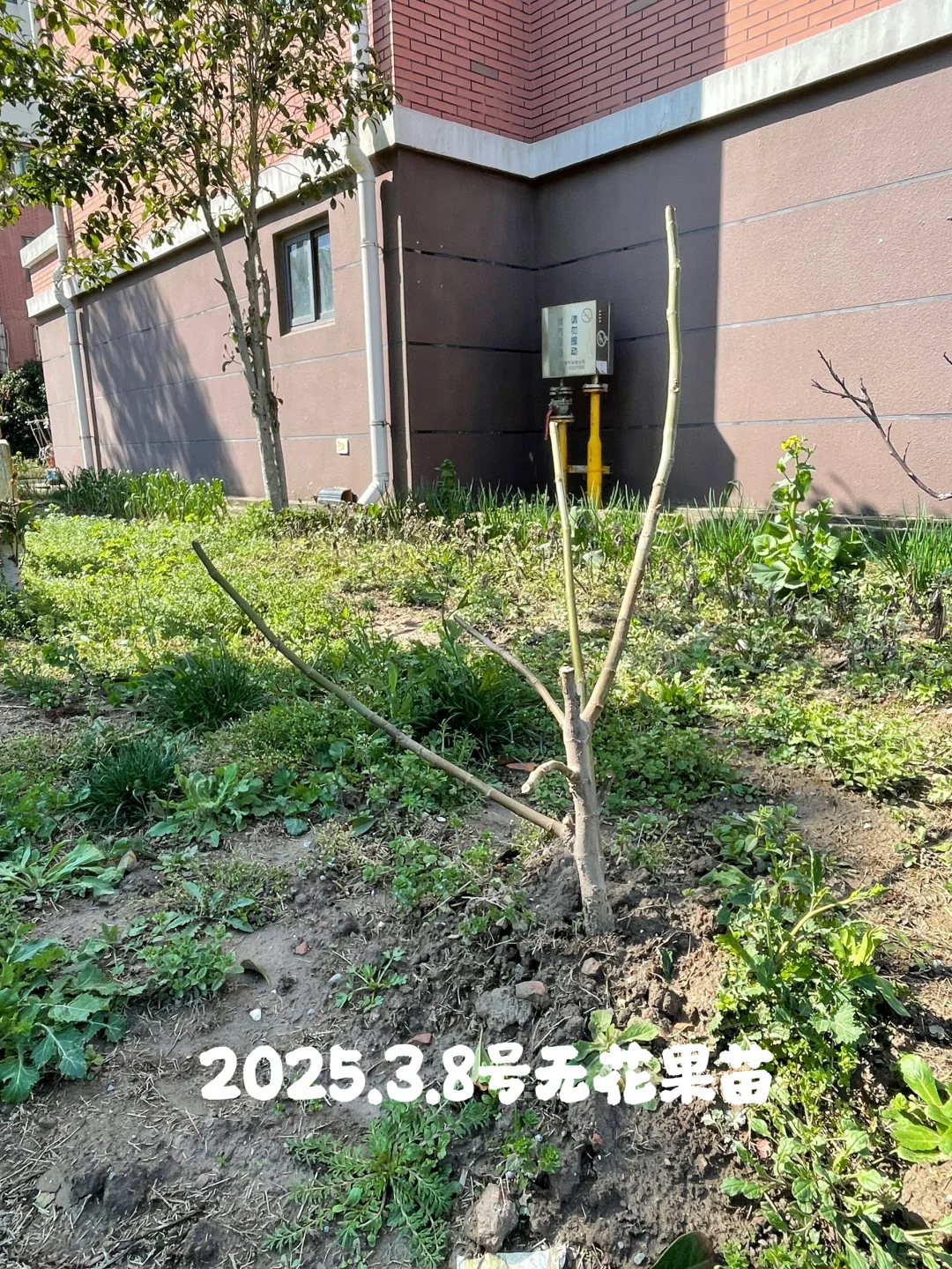 种花的尽头是种果树