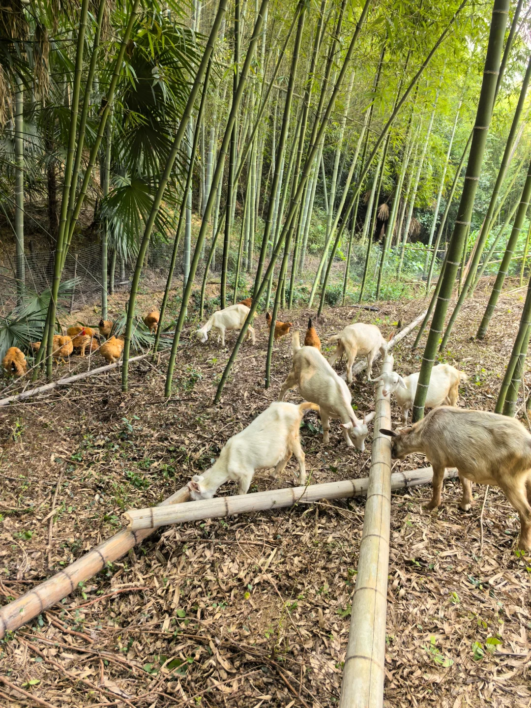 建一个小型农场需要多少费用？