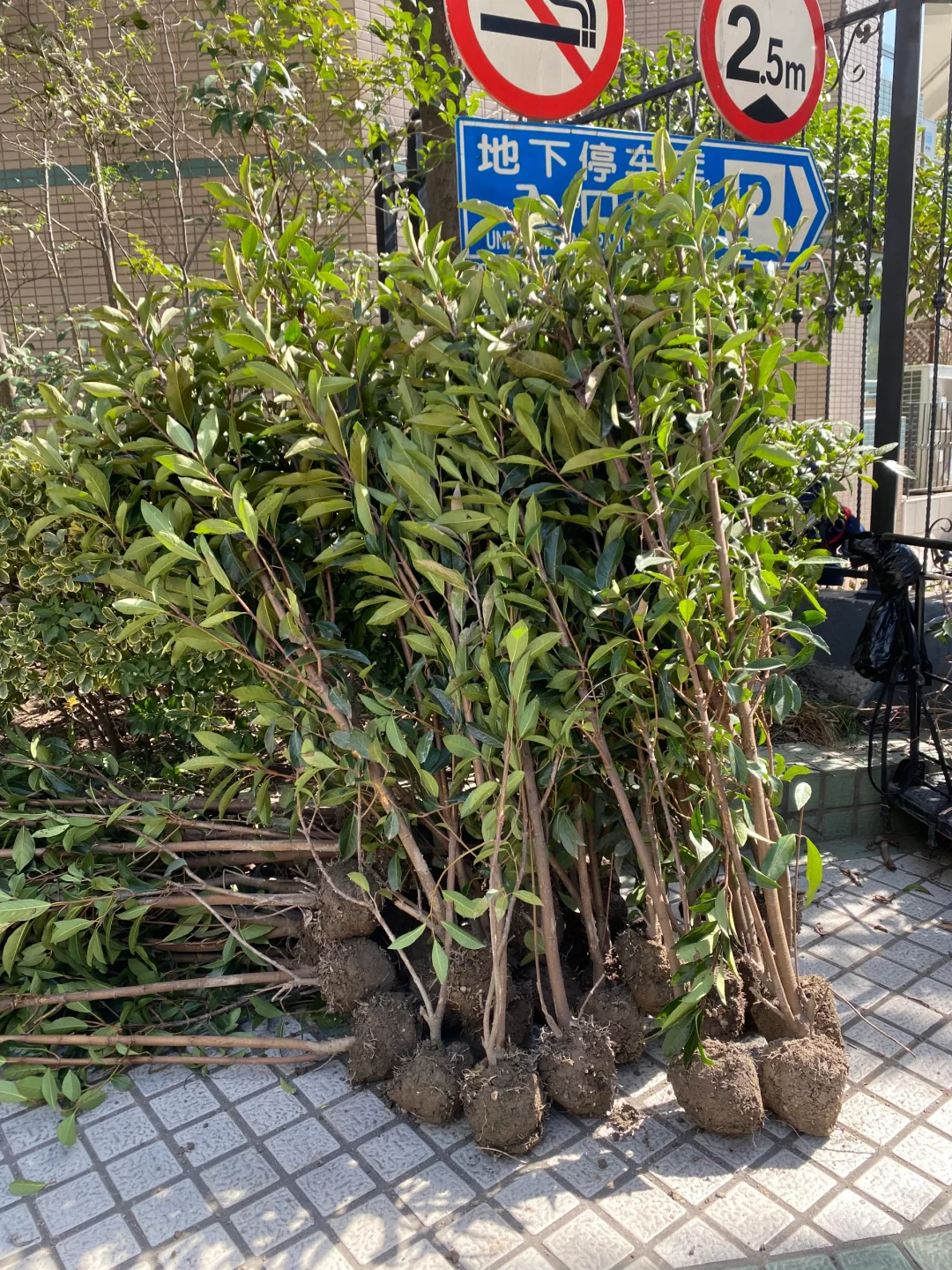 天气贼好，适合种树?