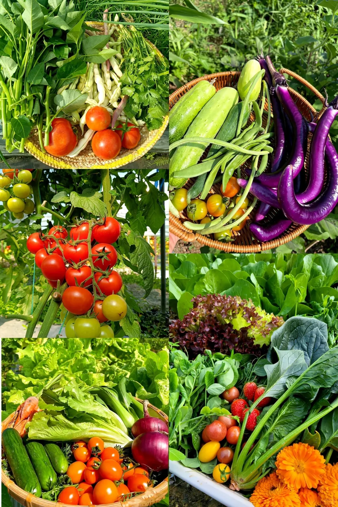 逃离内卷，来当“城市农夫”