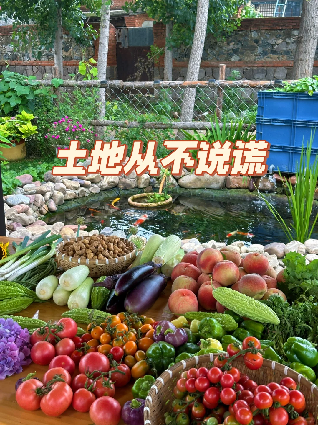 农场生活｜一不小心实现了蔬菜自由！