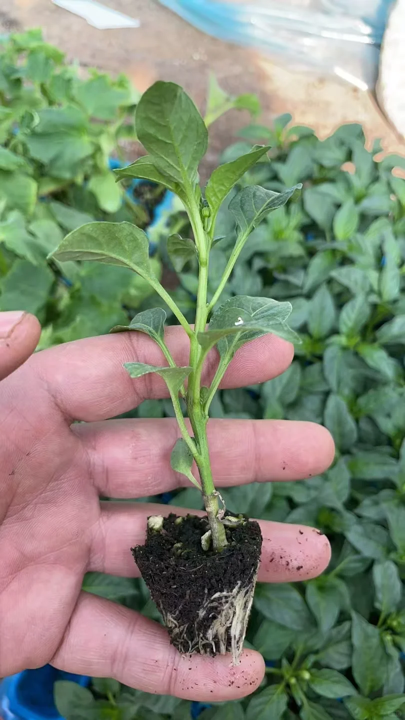 合集⭐蔬菜苗6.8?到手6株‼️58个品种可选✅