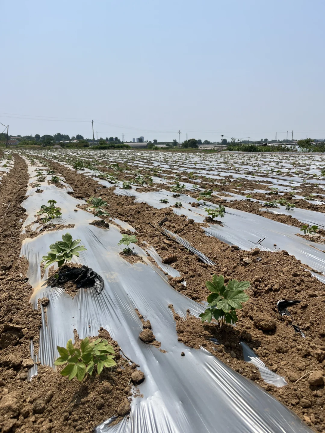 农业硕士返乡创业记录之中药材项目