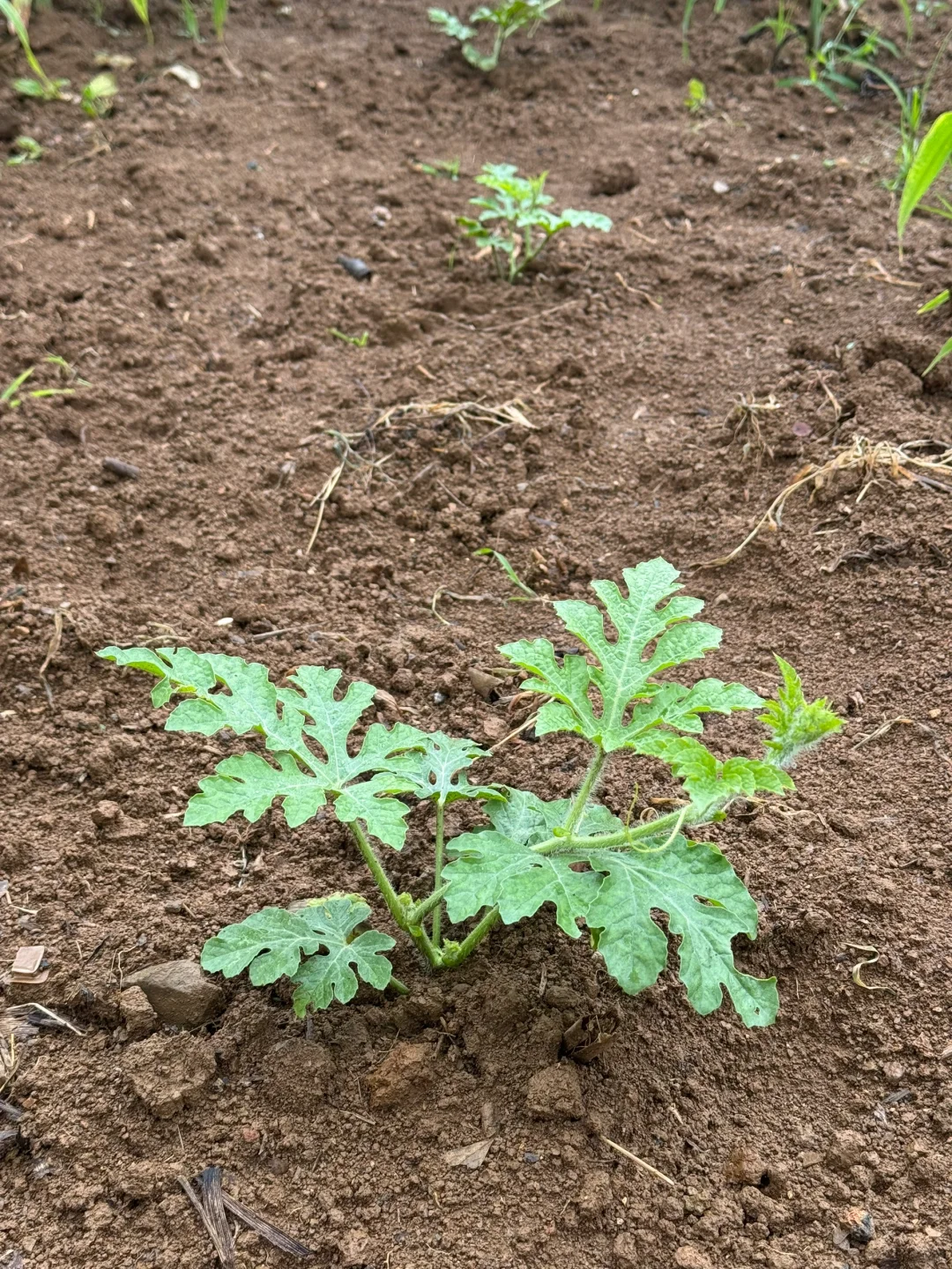 瓜果蔬菜的幼崽版本，太可爱了?