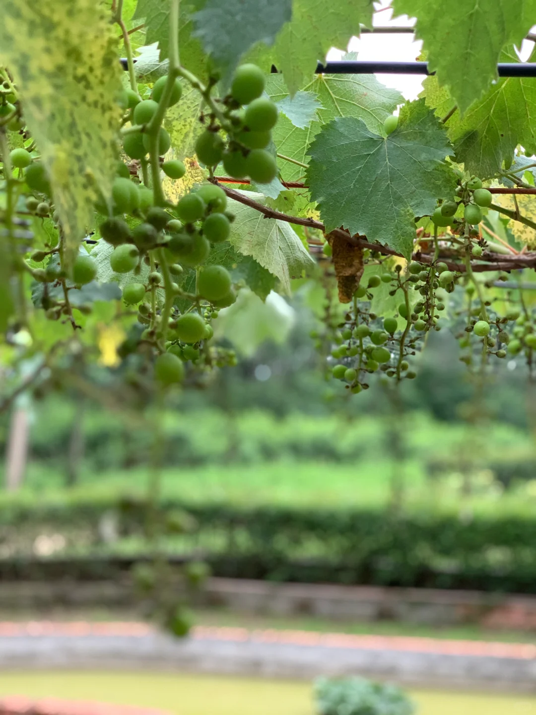 千万别信，卷不动就去乡下做农场