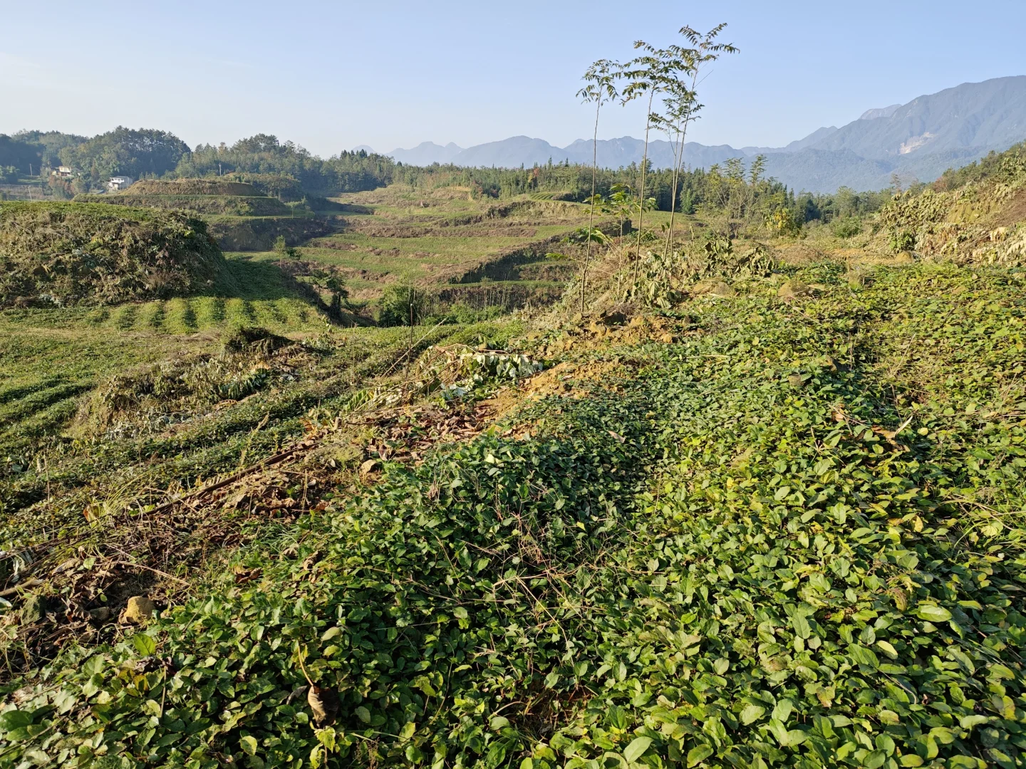 不想在大城市当牛马的我，选择回村种野地瓜