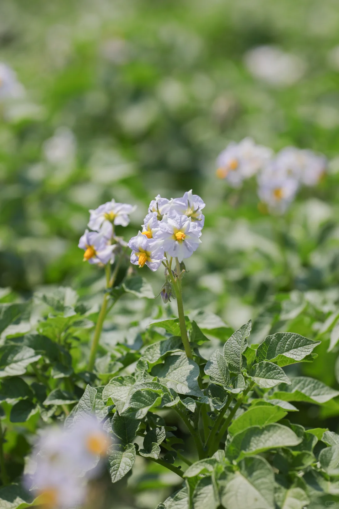 看看菜园子里面有什么