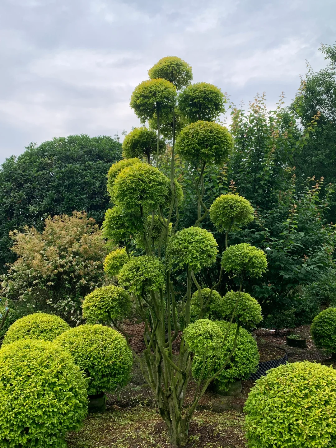 成都苗木基地 本地草花灌木批发，可施工