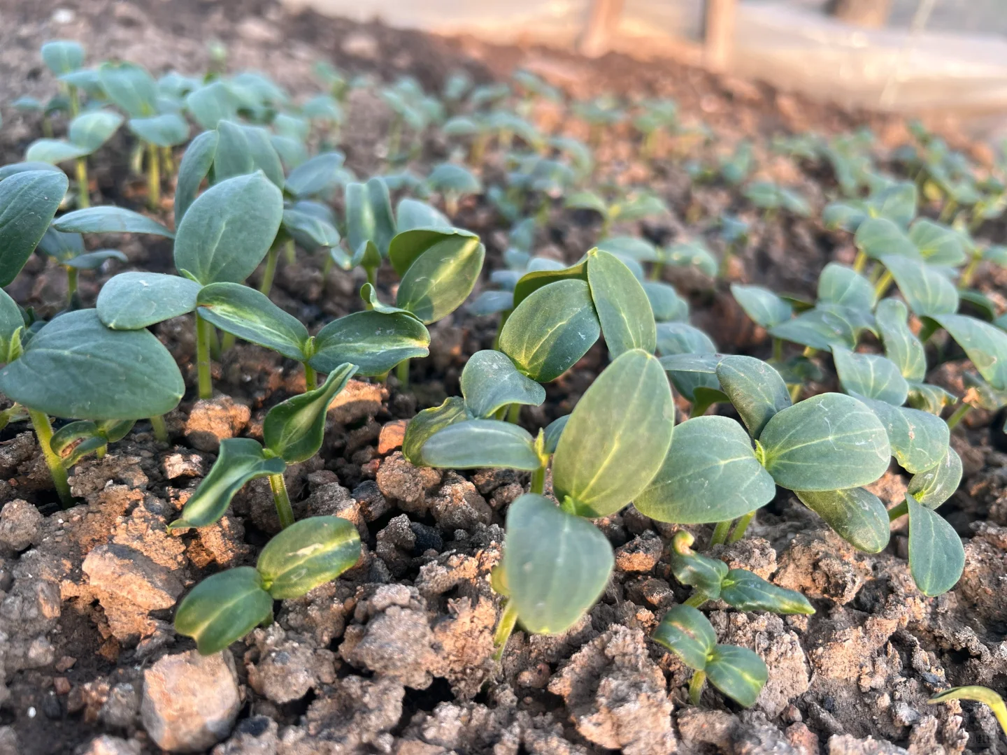 蔬菜大棚里的菜苗