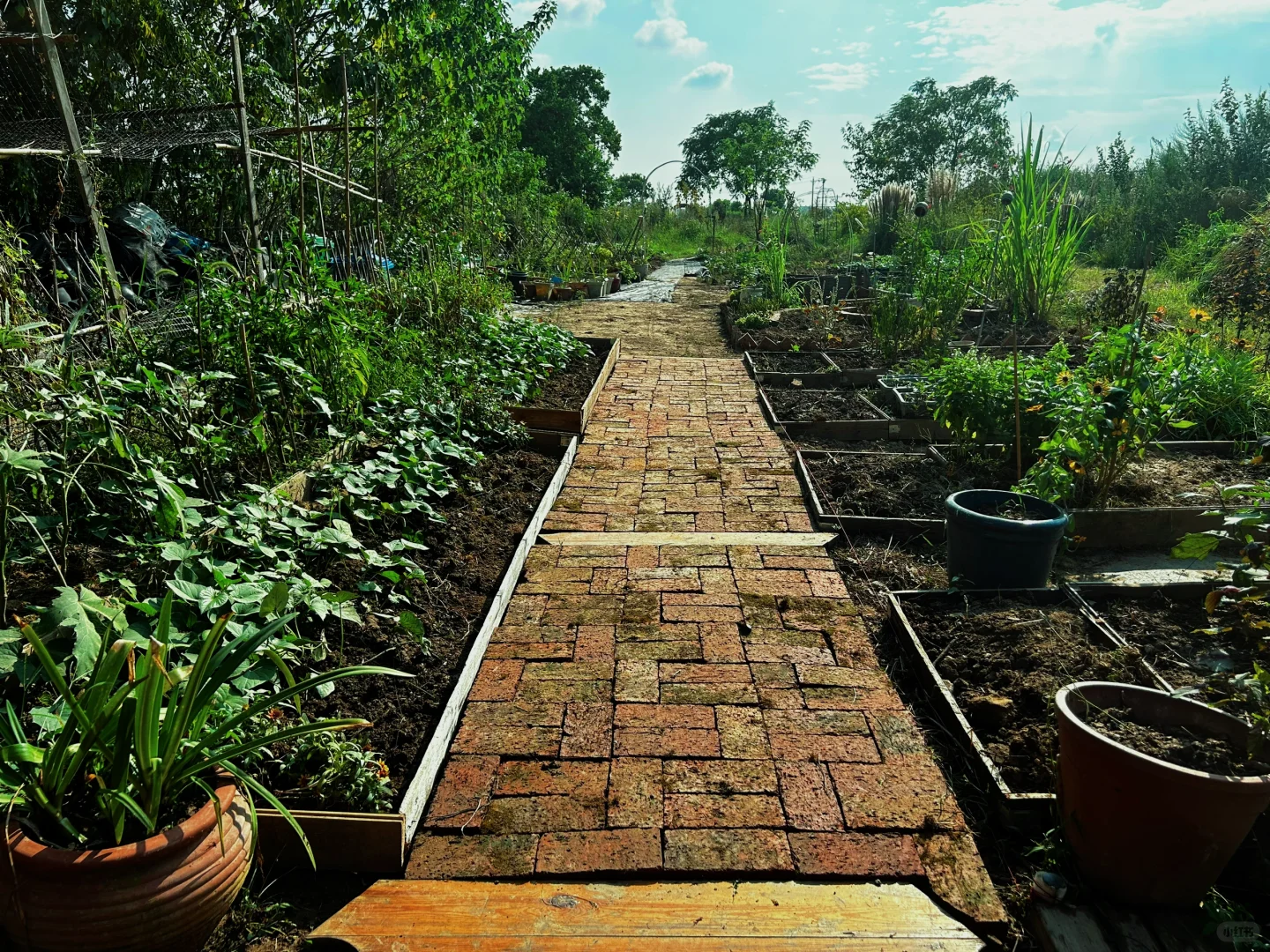 一个人玩十亩农场，累的还剩半条命，明年还种