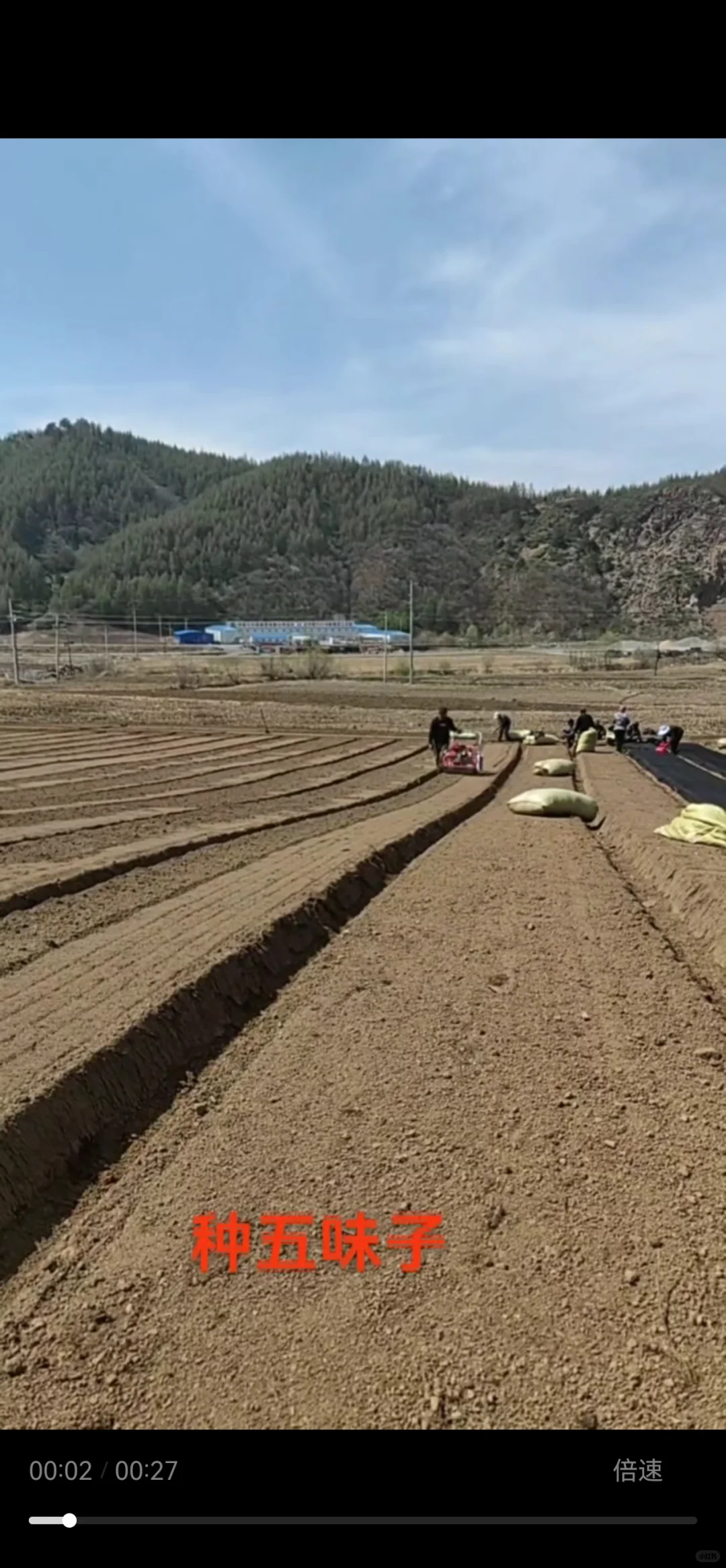 五味子基地继续育苗