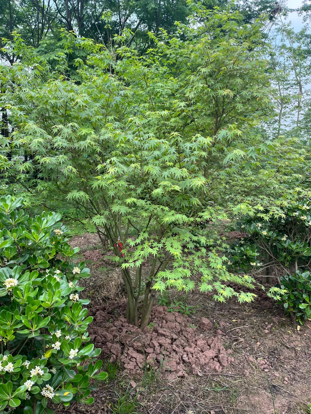 丛生鸡爪槭现状