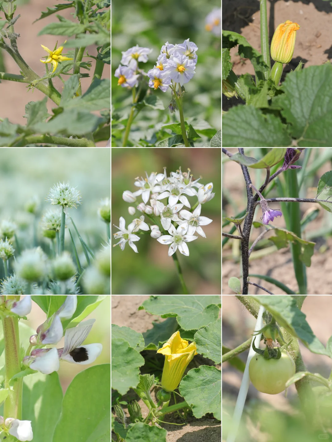 看看菜园子里面有什么