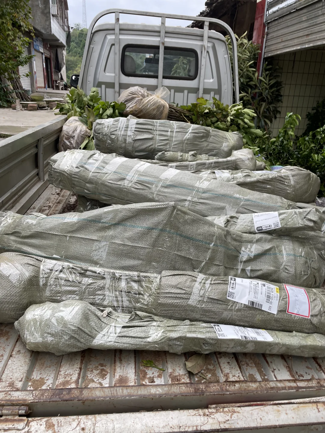 树形漂亮的沃柑树苗