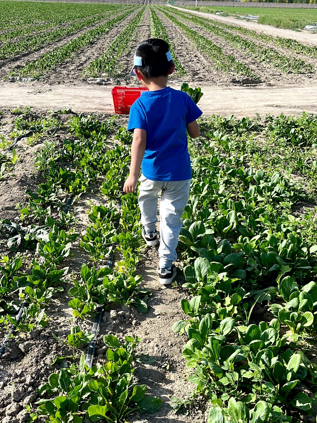 ?自驾30分钟！带娃采摘的好地方又被我发现