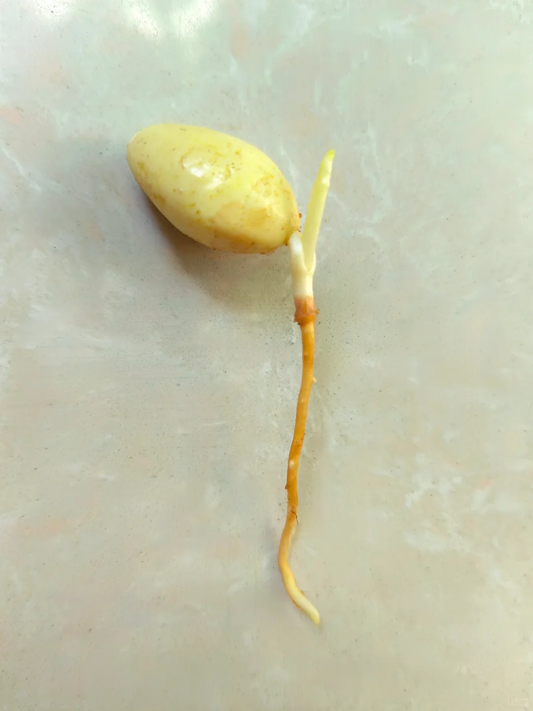 银杏种植教程｜从种子到树苗很简单?