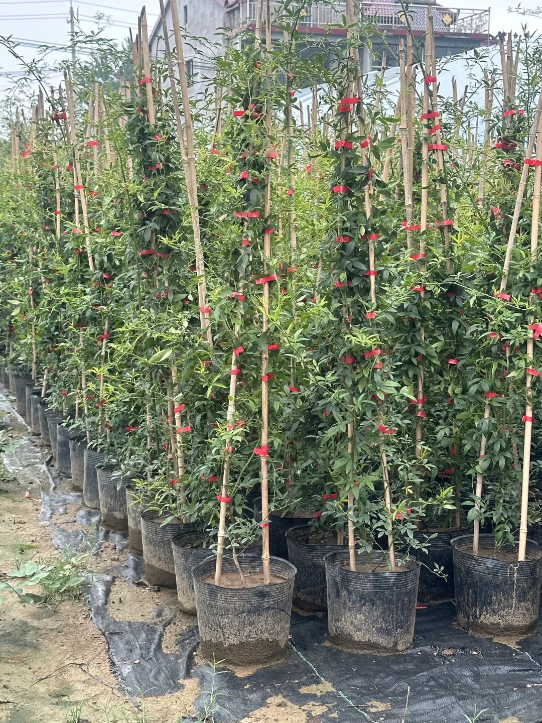 1.5米黄木香 苗情特别好 明年上万朵花