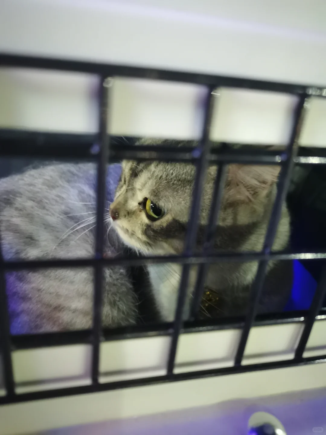 猫猫1500公里跨越保姆级攻略来咯！（1）