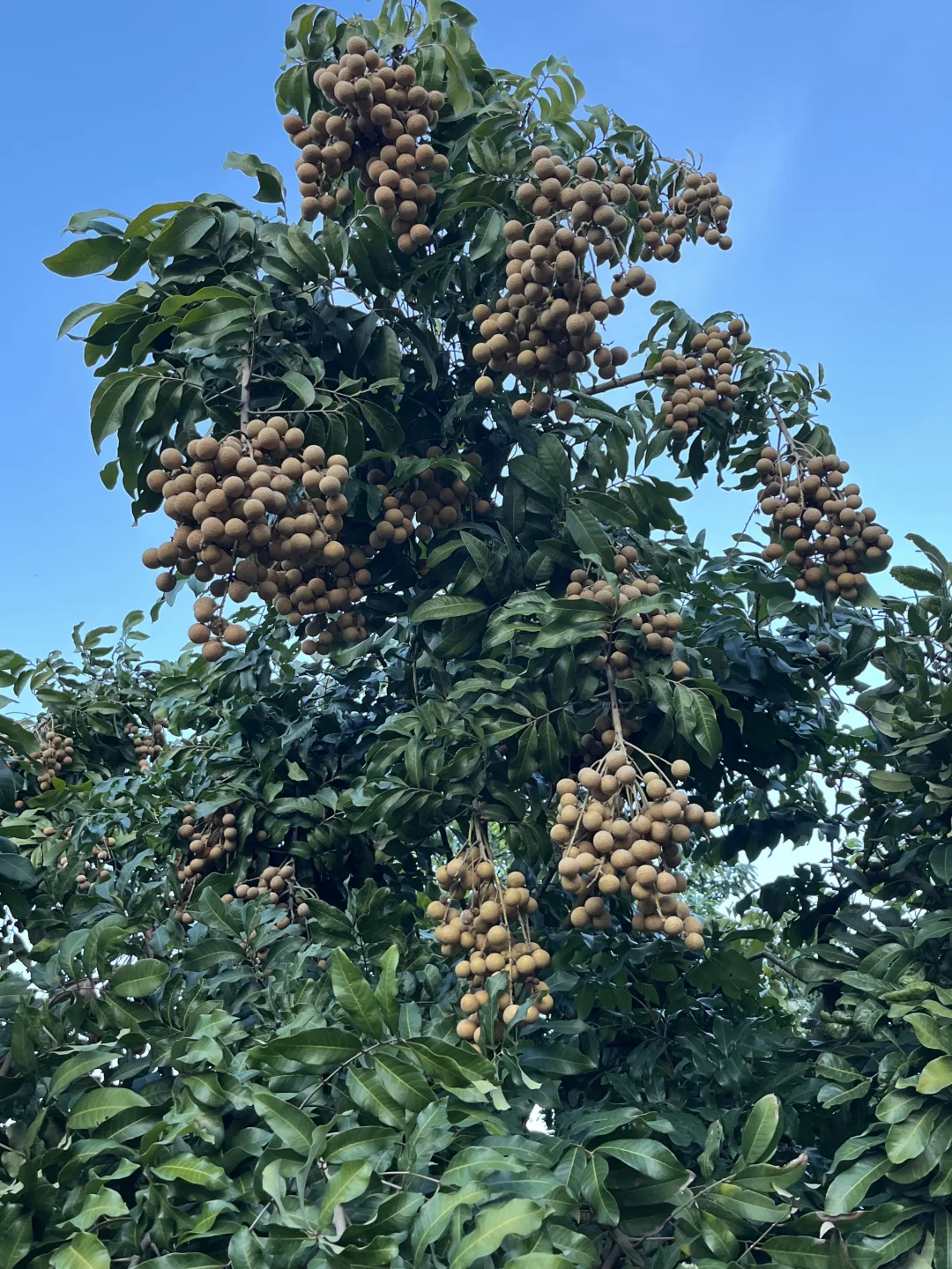 农家有机肥种植的龙眼，只卖4块多一斤还包邮
